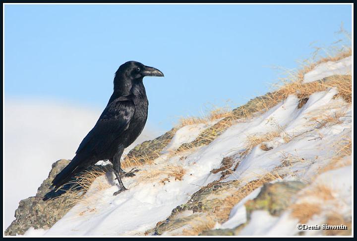 Grand corbeau en hiver - Oisans